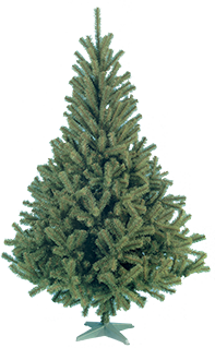 sapin1